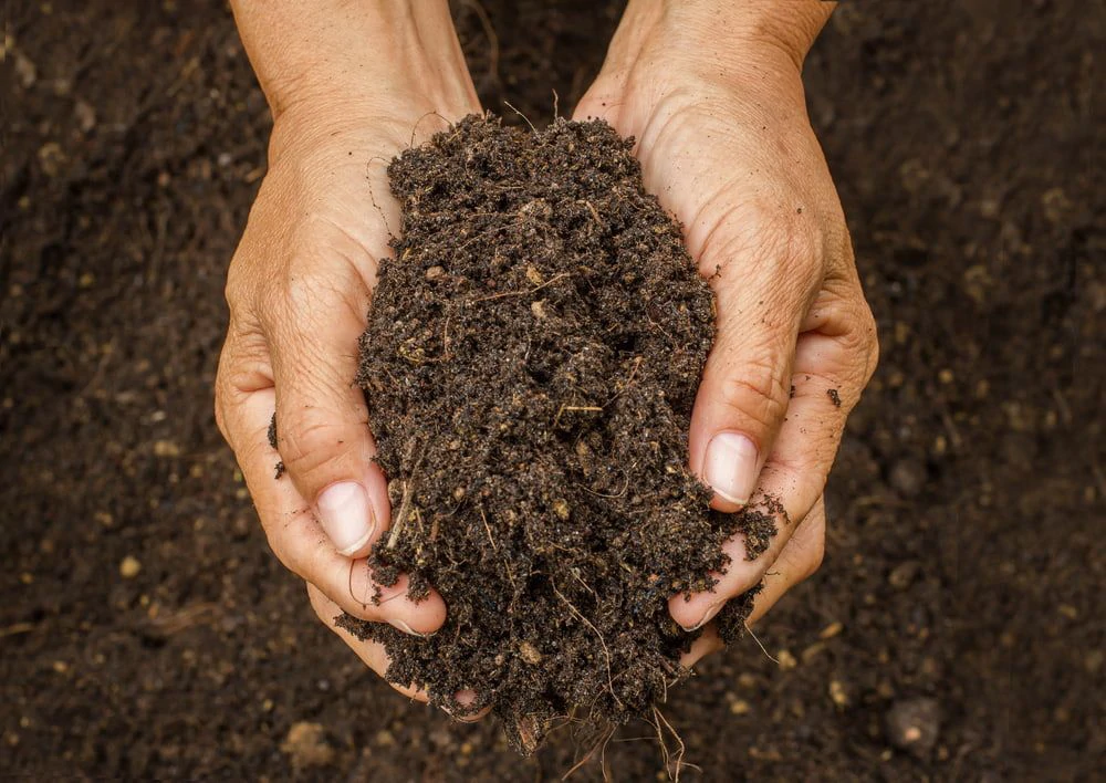 Black Soil